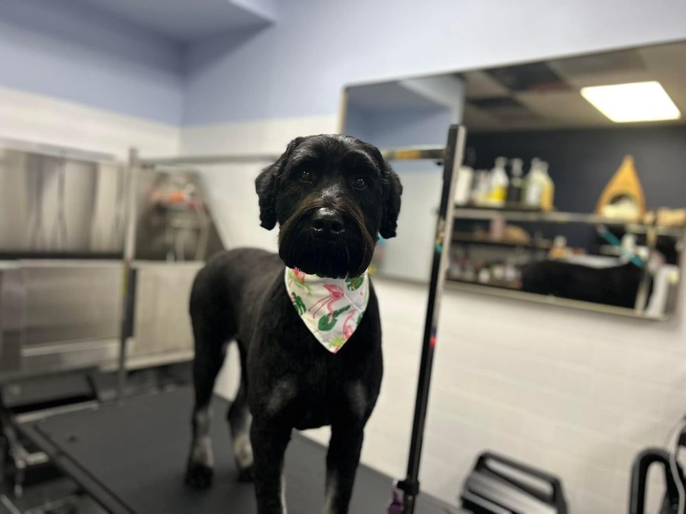 PetTastic Boutique Image