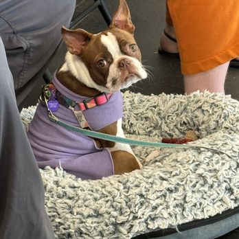 Training Spot - Pet Training Near Me - Eugene, Oregon