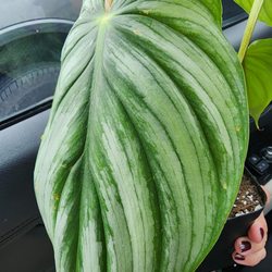 Zen Botanicals & Gift Shop - Philodendron bipenn Columbia leaves are huge!