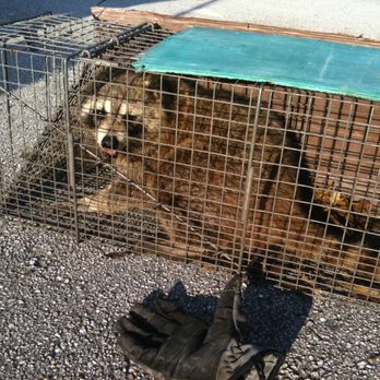 The Critter Guys - Raccoon Removal - Wildlife Control Near Me The Critter Guys - Raccoon Removal - Wildlife Control Near Me