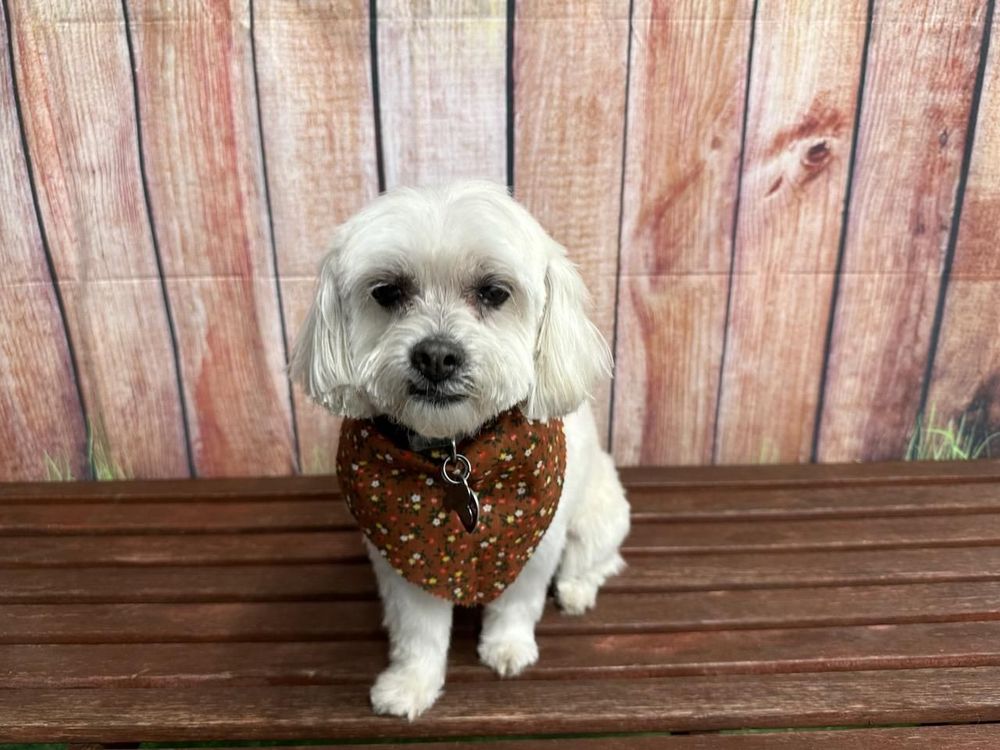 T J MILOS Updated October 2024 376 Larkfield Rd, East Northport