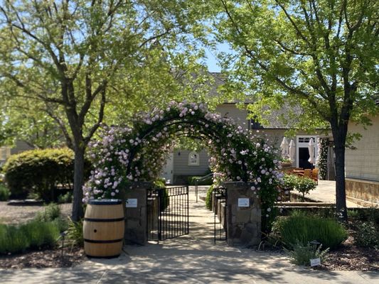 Cliff Lede Vineyards by null
