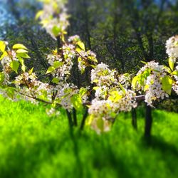 Stock Ranch Nature Preserve - White blossoms