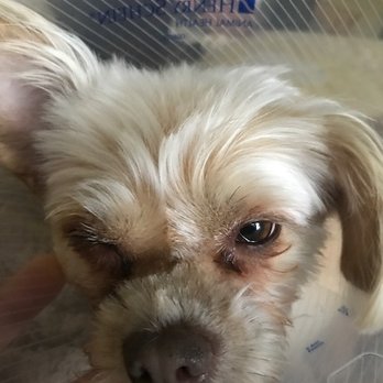 For Pets’ Sake - My dog, with corneal abrasion, after visit to For Pet's Sake. - Pet Groomers Near Me - Alexandria, Virginia