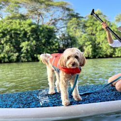 SUP DOG Hawaii - Dog on the SUP board