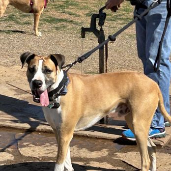 Edmond Dog Park - Aggressive dog - Dog Parks Near Me - Edmond, Oklahoma Edmond Dog Park - Aggressive dog - Dog Parks Near Me - Edmond, Oklahoma