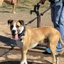 Photo of Edmond Dog Park