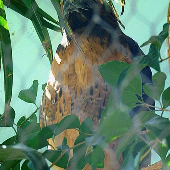 Micke Grove Zoo - If I had hawk, I'd name him Hank - Zoos Near Me - Lodi, California Micke Grove Zoo - If I had hawk, I'd name him Hank - Zoos Near Me - Lodi, California
