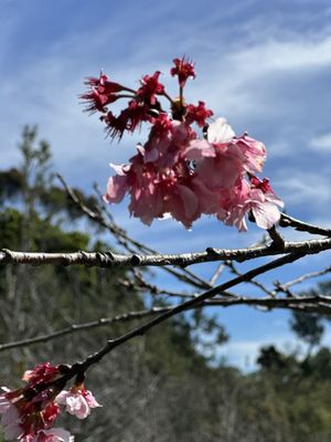 Japanese Friendship Garden & Museum by null
