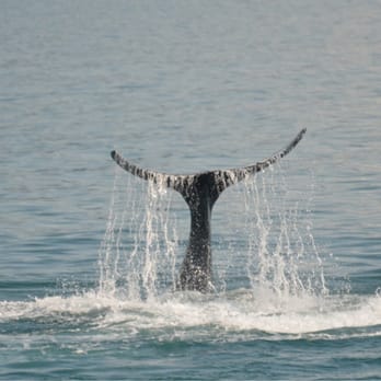 Major Marine Tours - Tours Near Me - Anchorage, Alaska Major Marine Tours - Tours Near Me - Anchorage, Alaska
