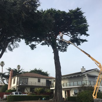 Trout Gulch Tree Service - Tree Services Near Me Trout Gulch Tree Service - Tree Services Near Me
