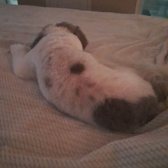Atlantic Doggery - Tired after a grooming. Lol - Pet Groomers Near Me - Pompano Beach, Florida