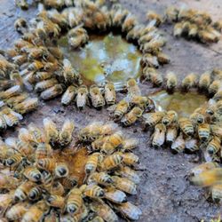 Bee Creek - Full and healthy hives on property.