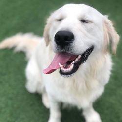 Underdog Kennels
