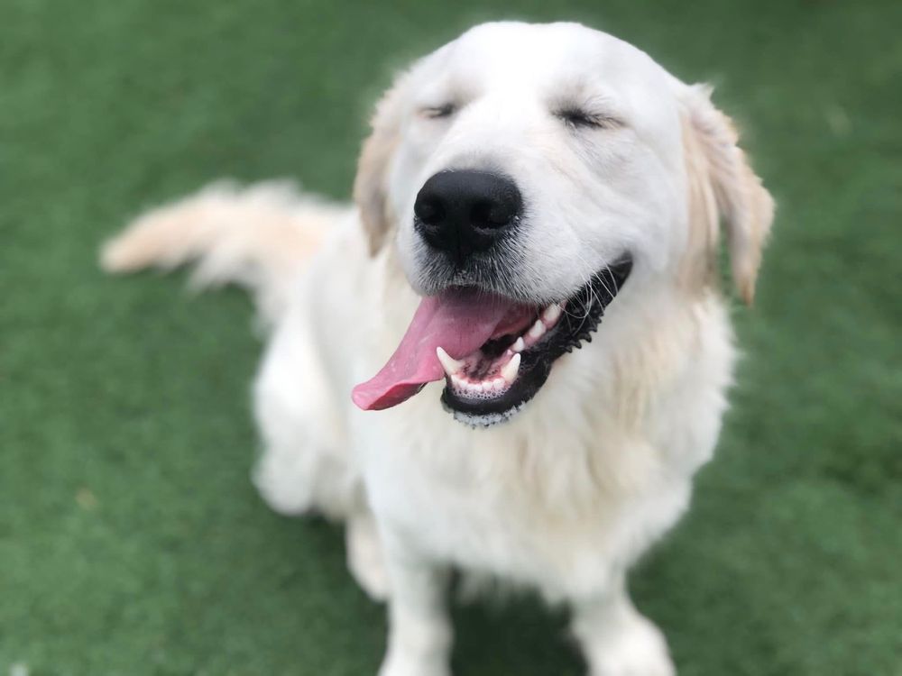 Underdog Kennels - pet boarding facility in Dallas, TX