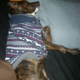 Tuckered pup from a long day of play! Tuckered pup from a long day of play!