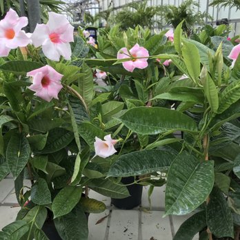 Greenstreet Gardens - Nurseries & Gardening Near Me - Lothian, Maryland