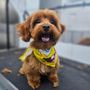 Photo of Fur Ever Natural & Fresh Mobile Pet Grooming