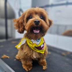 Fur Ever Natural & Fresh Mobile Pet Grooming