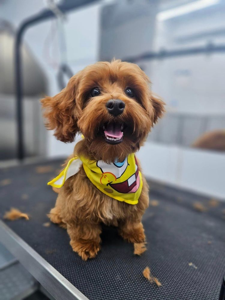 Fur Ever Natural & Fresh Mobile Pet Grooming Image