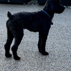 Kennelwood Pet Resort