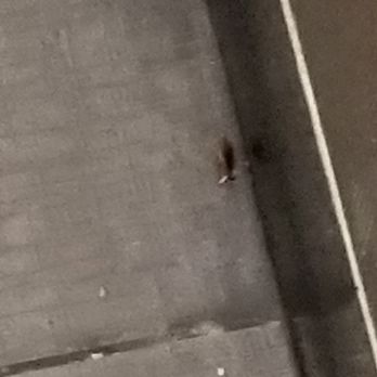 New Grand Buffet - a bug crawling on the floor - Chinese Near Me - Long Island City, New York New Grand Buffet - a bug crawling on the floor - Chinese Near Me - Long Island City, New York