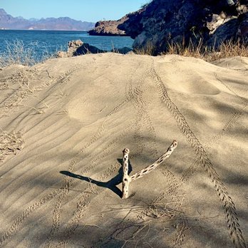 Villa del Palmar Beach Resort & Spa - Hotels Near Me - Loreto, BCS