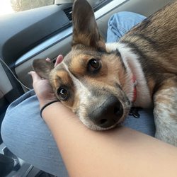 Murphie tuckered out after her training!