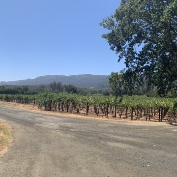 Sonoma Botanical Garden - Driveway with Cabernet vines. - Botanical Gardens Near Me - Glen Ellen, California