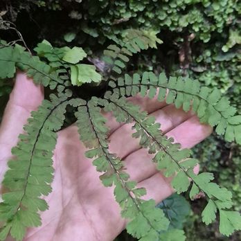 Fern Canyon Trailhead - Ferns galore - Parks Near Me