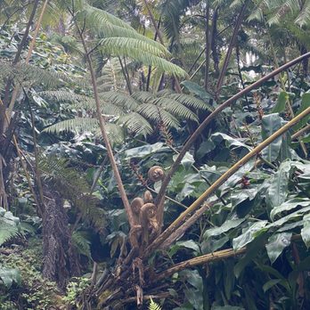 Mountain Thunder Coffee Plantation - Coffee & Tea Near Me - Kailua-Kona, Hawaii