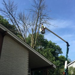 C M Tree Services