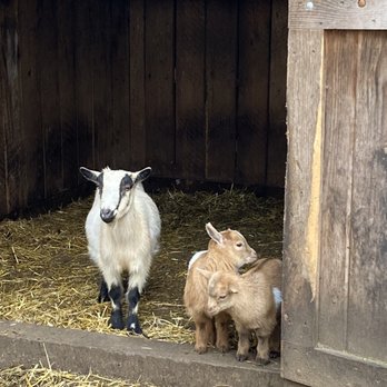 Five Doe’s Farm - mom and her kids - Petting Zoos Near Me - Mays Landing, New Jersey