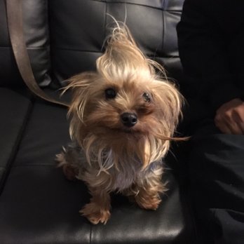 Dog House Spa - Pet Groomers Near Me - New York, New York Dog House Spa - Pet Groomers Near Me - New York, New York