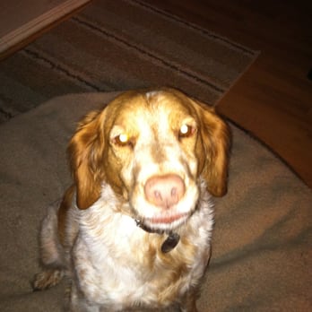 Pampering Paws - Pet Sitting Near Me Pampering Paws - Pet Sitting Near Me
