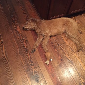 Polka Dot Dogs - Pet Sitting Near Me - Houston, Texas Polka Dot Dogs - Pet Sitting Near Me - Houston, Texas