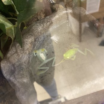 Pet World Warehouse Outlet - dead glass frogs they had for over a week. blamed it on the seller. - Pet Stores Near Me - Greenfield, Wisconsin Pet World Warehouse Outlet - dead glass frogs they had for over a week. blamed it on the seller. - Pet Stores Near Me - Greenfield, Wisconsin