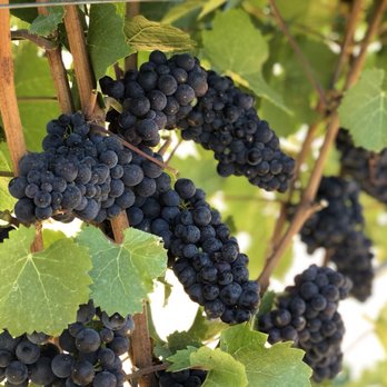 Sidereus Vineyard and Winery - Wineries Near Me - Cornelius, Oregon Sidereus Vineyard and Winery - Wineries Near Me - Cornelius, Oregon