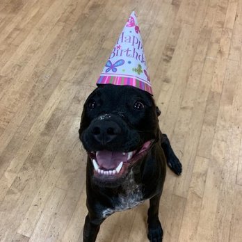 The Polished Pooch - My dog at The Polished Pooch on her birthday. - Pet Training Near Me - Collierville, Tennessee