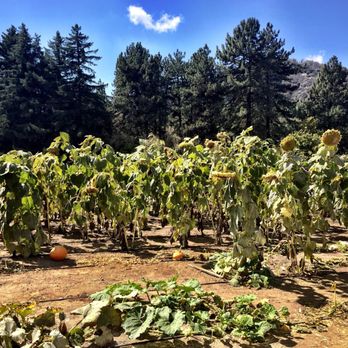 Riley's Apple Farm - Pick Your Own Farms Near Me - Yucaipa, California Riley's Apple Farm - Pick Your Own Farms Near Me - Yucaipa, California
