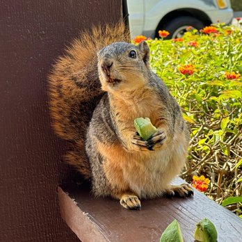 Hunting Pest Services - Groud Squirrel - Pest Control Near Me - Claremont, California Hunting Pest Services - Groud Squirrel - Pest Control Near Me - Claremont, California