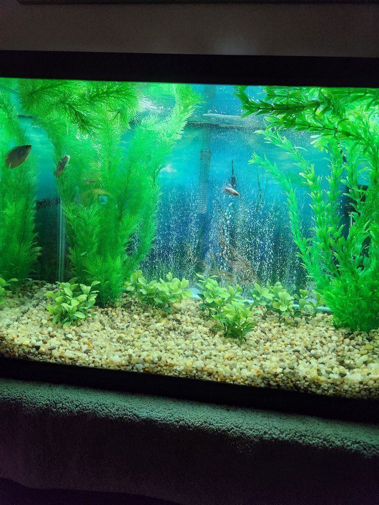 Taylor's Aquarium Image