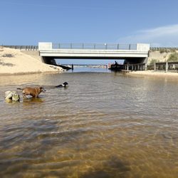 Duck Lake State Park - There is a small area (on the west side of the bridge) that is fantastic for dogs, especially in the morning.