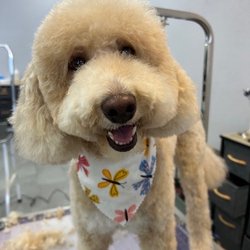 Aristo Pets Mobile Grooming