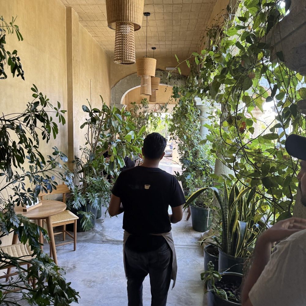 Muss Café - Coffee & Tea Near Me - Oaxaca, OAX