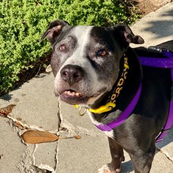 South LA Animal Shelter - Boom Boom (aka a very good boy) is the 11 year-old puppy dog I adopted in November 2021.