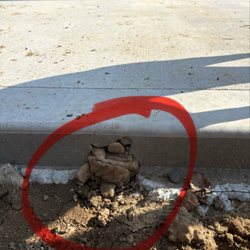 Shamrock Concrete - Dog toy left when poured