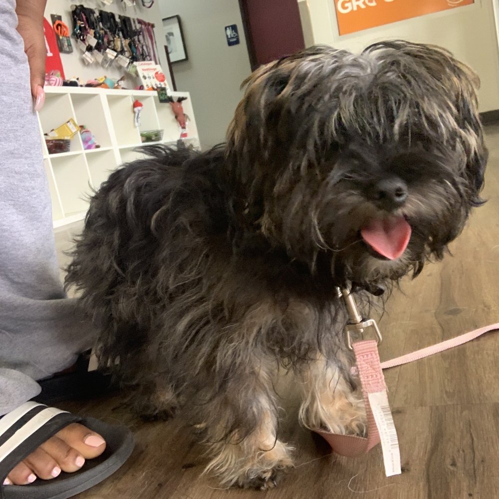 Wag Hotels - Carson - Before grooming - Pet Training Near Me - Carson, California Wag Hotels - Carson - Before grooming - Pet Training Near Me - Carson, California