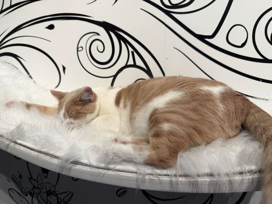 Catfeine Cat Cafe by null