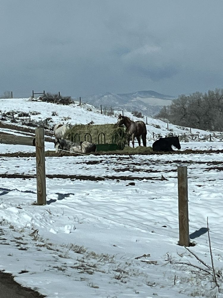 Stockton's Plum Creek Stables - equestrian in Littleton, CO